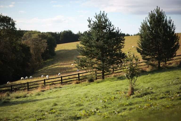 Working Within Natural England Guidelines: What SSSI Management Really Requires