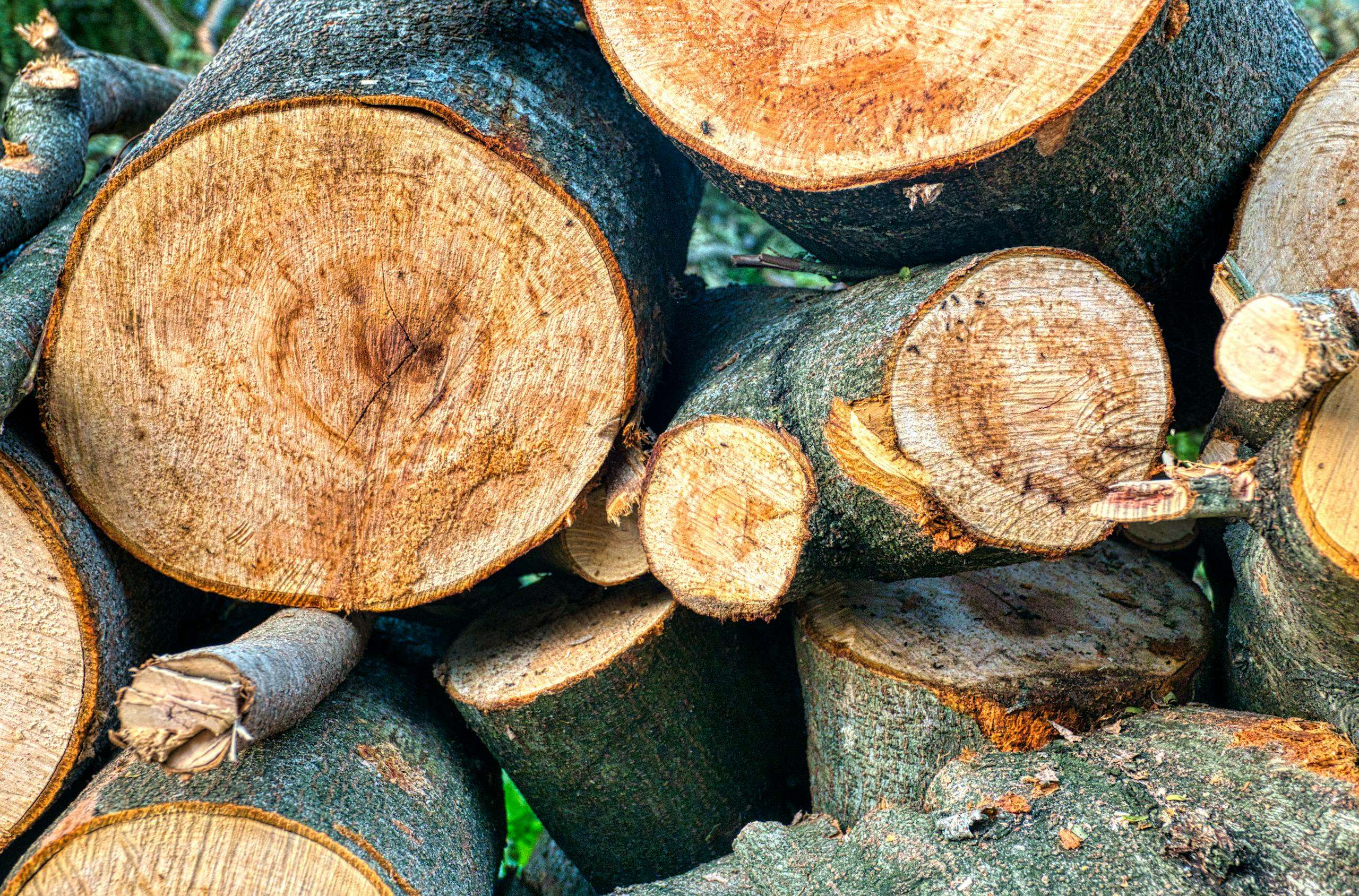 Stacked cut logs showcasing natural wood texture in outdoor setting.