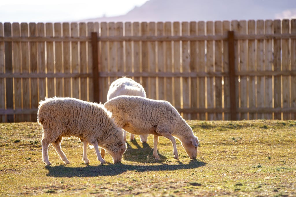 Three sheep grazing peacefully in a sunny farm pasture with a wooden fence background.