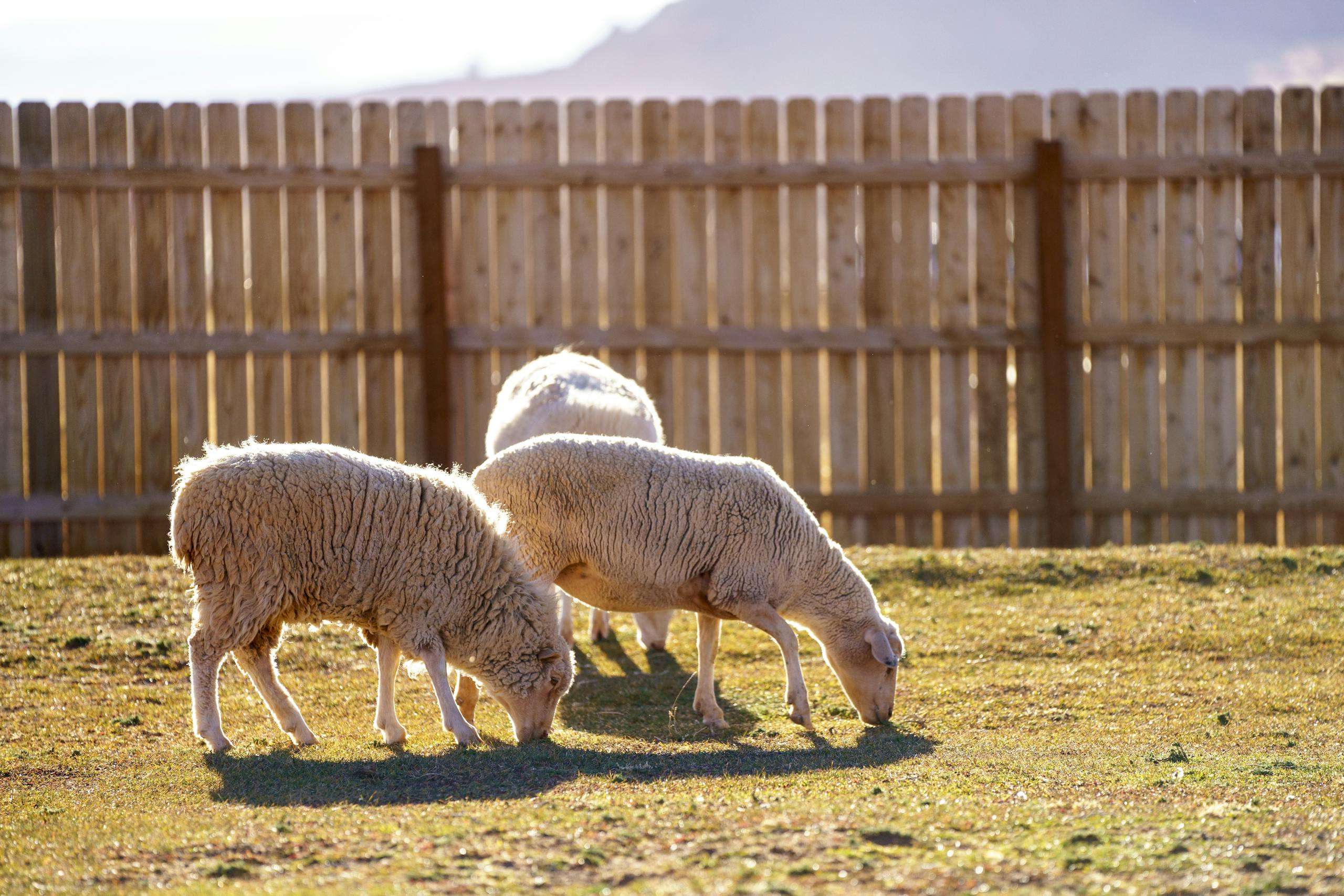 Three sheep grazing peacefully in a sunny farm pasture with a wooden fence background.