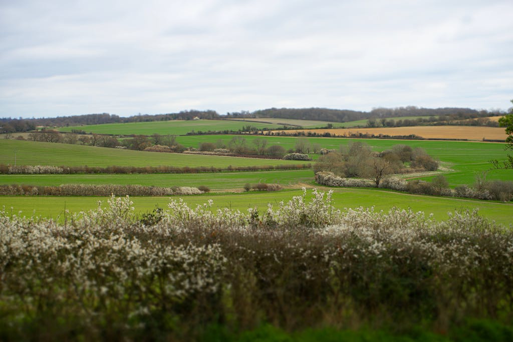 Picturesque rolling fields and blooming hedgerows in the English countryside.