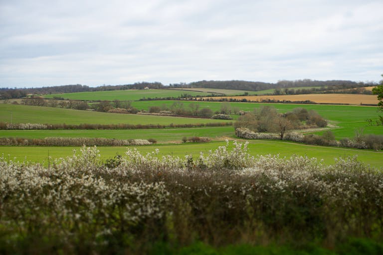 Picturesque rolling fields and blooming hedgerows in the English countryside.