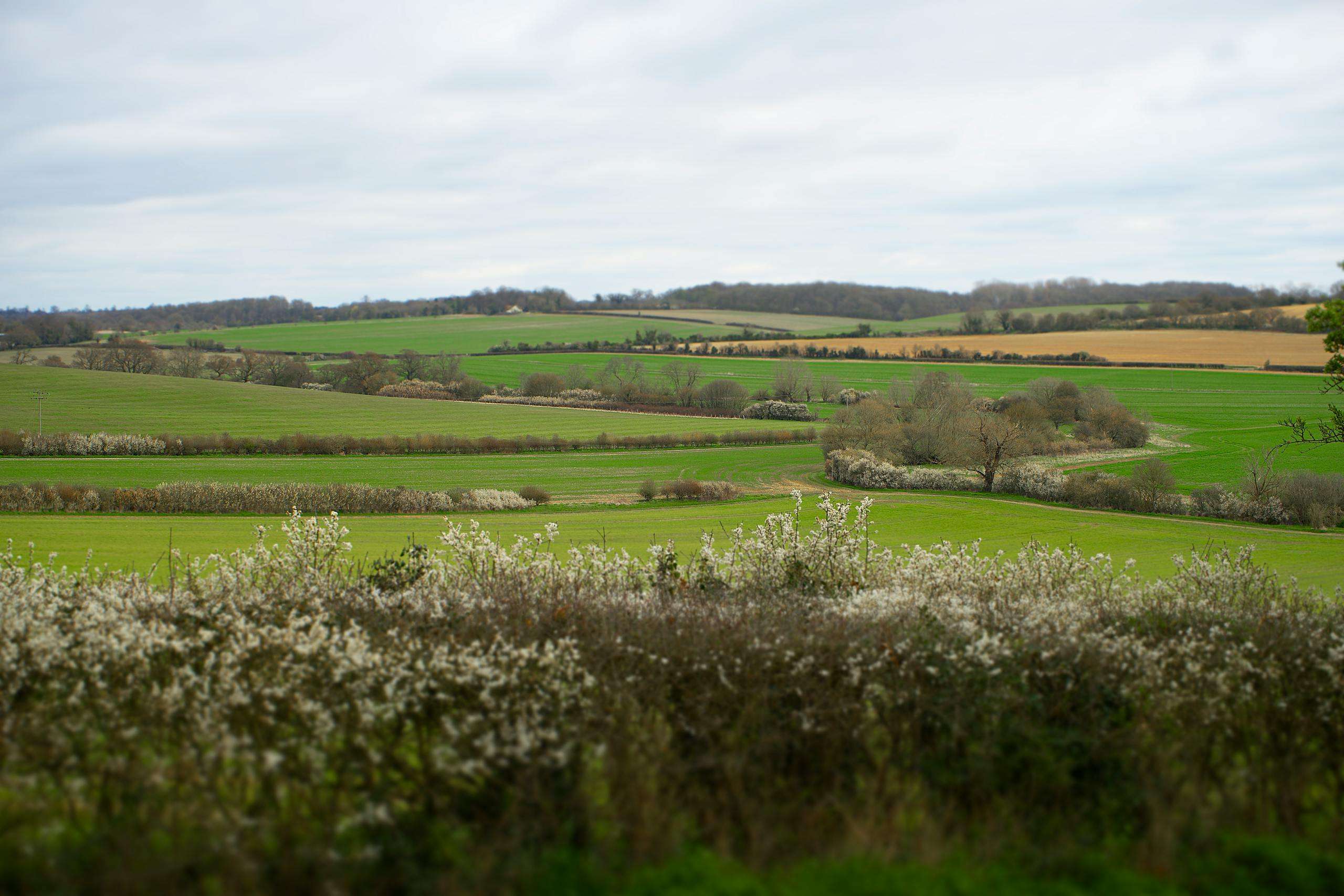 Picturesque rolling fields and blooming hedgerows in the English countryside.