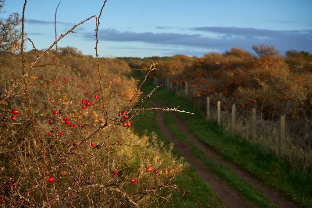 Vibrant autumn scene featuring a country path lined with rose hips and autumn foliage in Scotland.