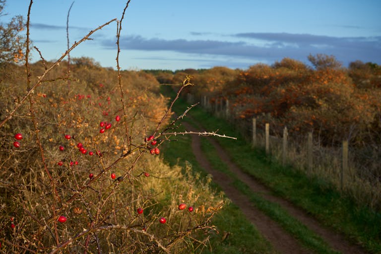 Vibrant autumn scene featuring a country path lined with rose hips and autumn foliage in Scotland.