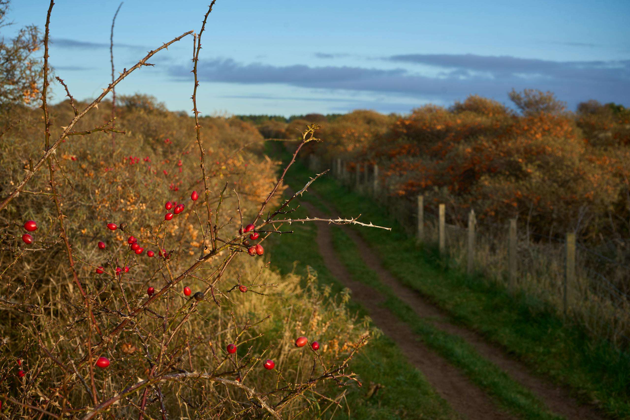 Vibrant autumn scene featuring a country path lined with rose hips and autumn foliage in Scotland.